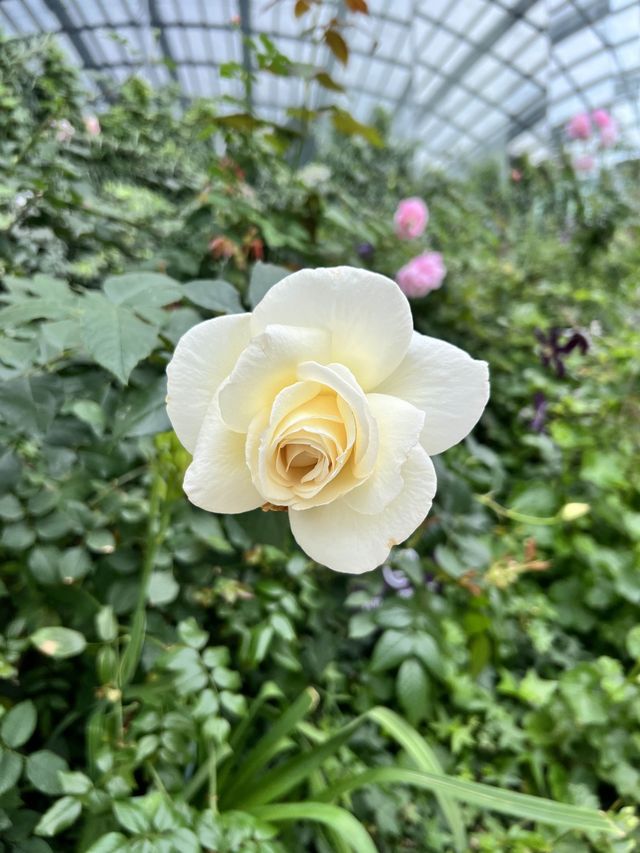 Admiring Nature’s Beauty inside Flower Dome