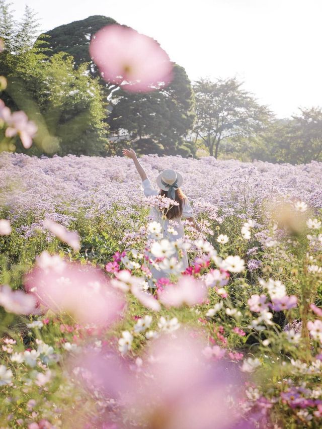 개미취 꽃밭에 빠져 보세요💜문경 봉천사 개미취축제