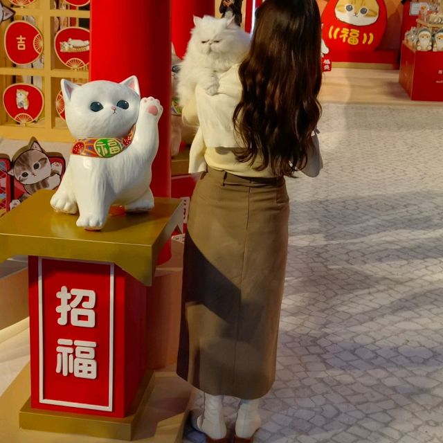 最萌的日本貓福珊迪寶寶，帶大家去日本春遊！