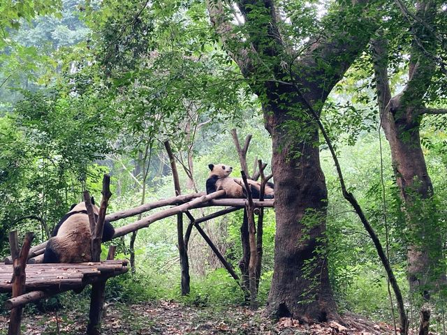 Chengdu + Pandas 🐼