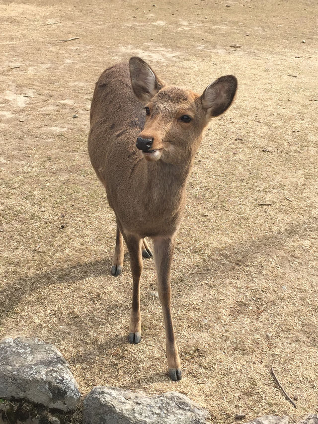 奈良公園の鹿たち