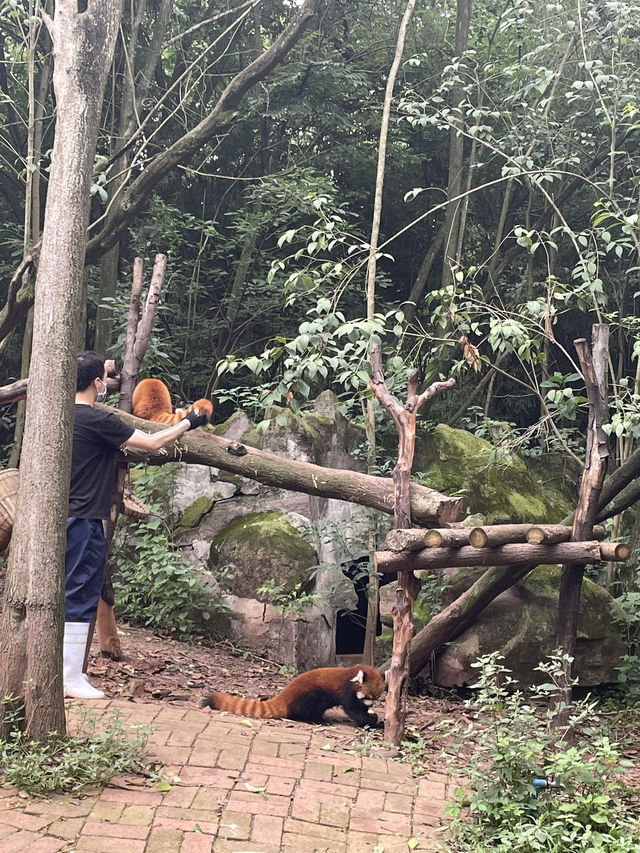 The cutest pandas in Chengdu! 