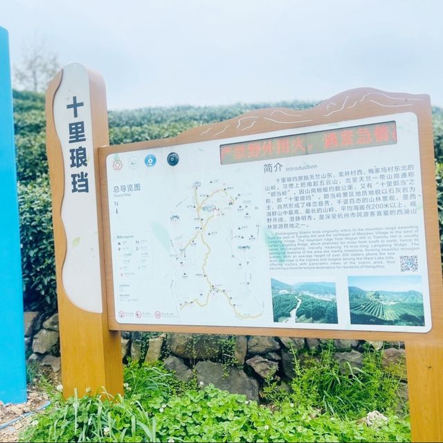 Hangzhou Longjin Tea Plant 🍃 