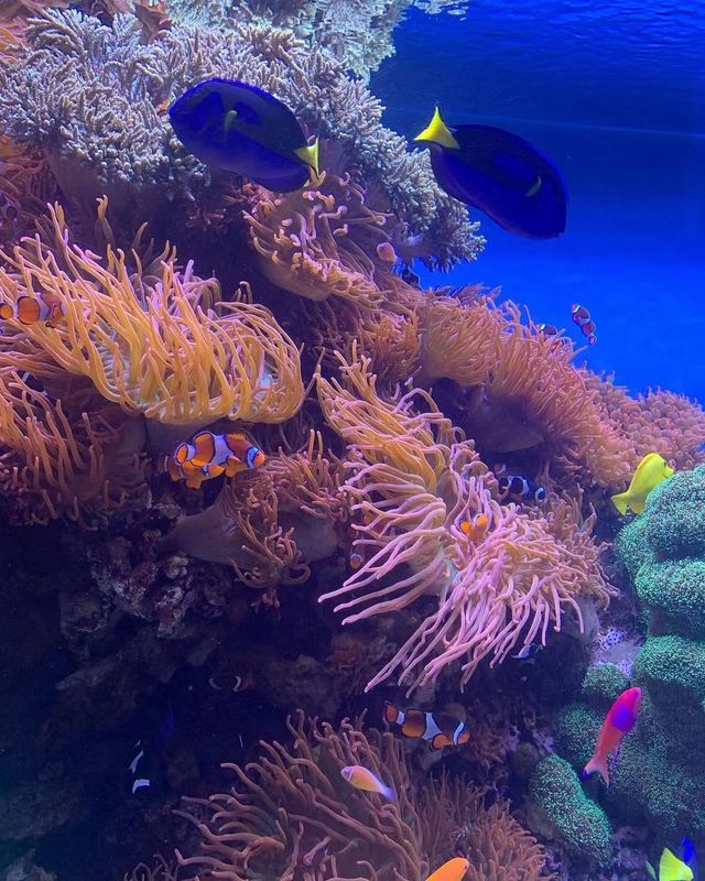 If you travel to the United States, you must visit the Monterey Bay Aquarium.