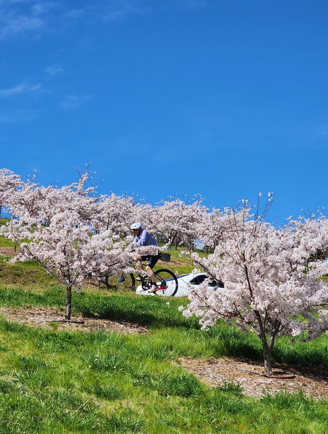 Enjoy the flowers at Canberra Arboretum.