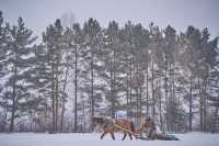 What is it like to ride a 30,000 yuan ice and snow train?