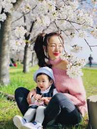 Cherry blossom season is coming again, I really want to go and see the Tamagawa River of the past.