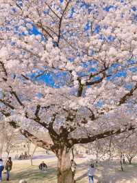 South Korea 🇰🇷 Seoul's best cherry blossom 🌸 viewing spots ~ Let's meet up in spring.