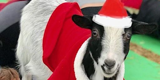 Goat Yoga Nashville- Happy Holiday's Class | Goat Yoga Nashville