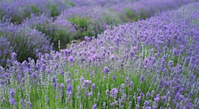 Bible & Pilates at the Lavender Field Fairfield | HvH Specialty Growers