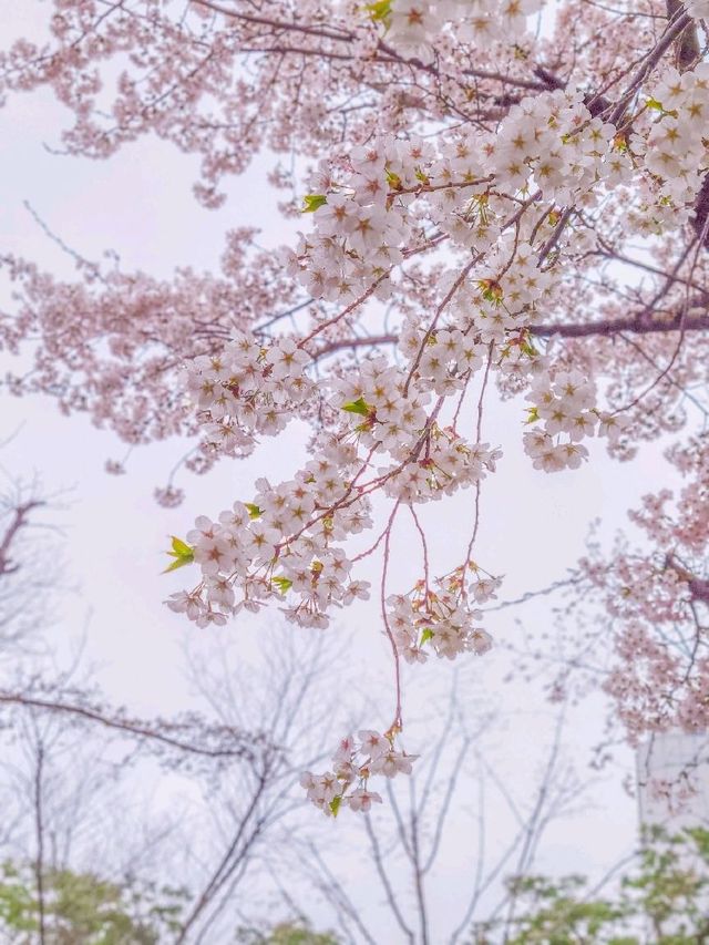 서울 벚꽃 명소 추천, 잠실 석촌호수