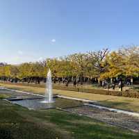 【広すぎる公園！】東京・立川の国営昭和記念公園を楽しむ