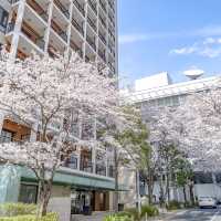 六本木・けやき坂近くの桜