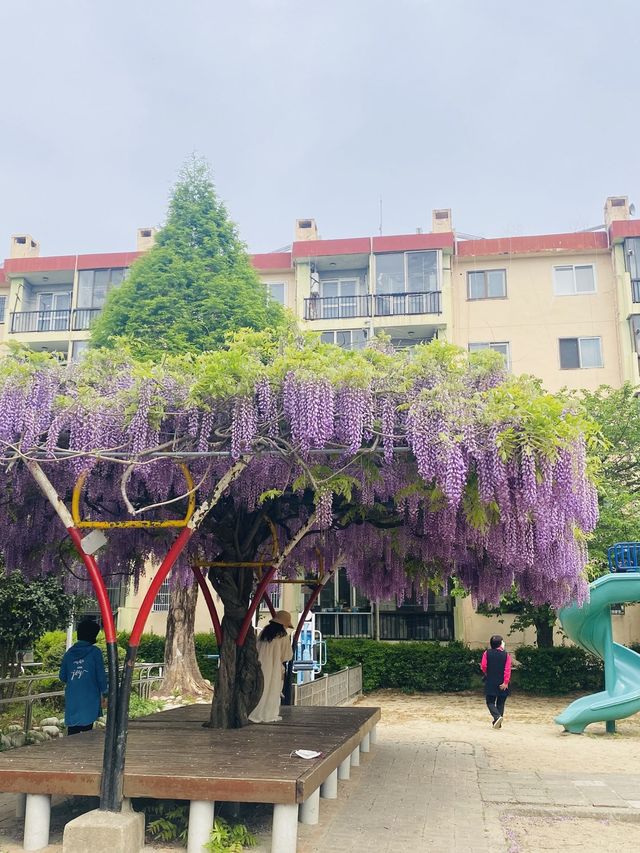 알록달록 동네 놀이터와 주렁주렁 포도송이같은 등나무를 볼 수 있는 곳💜