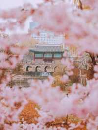 겹벚꽃 명소 화홍문💚