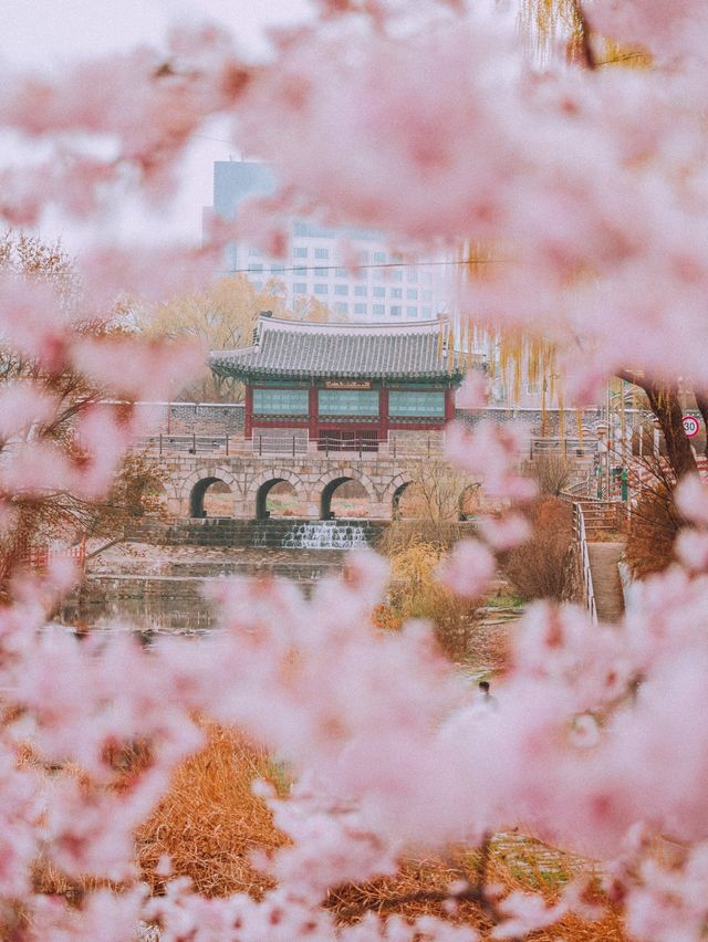 겹벚꽃 명소 화홍문💚