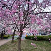 Very Beautiful Cheery Blossoms Park