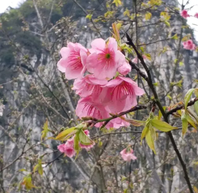 櫻花公園🌸🌸🌸