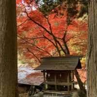 紅葉が素晴らしく　即身成仏のミイラがある珍しいお寺