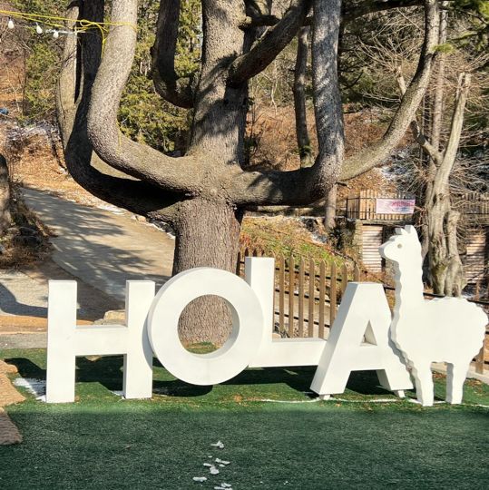 내 앞에 알파카 !!! 🦙