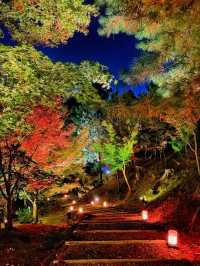 【京都】高台寺 夜間特別拝観✨美しすぎる紅葉ライトアップ✨