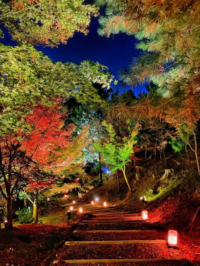 【京都】高台寺 夜間特別拝観✨美しすぎる紅葉ライトアップ✨