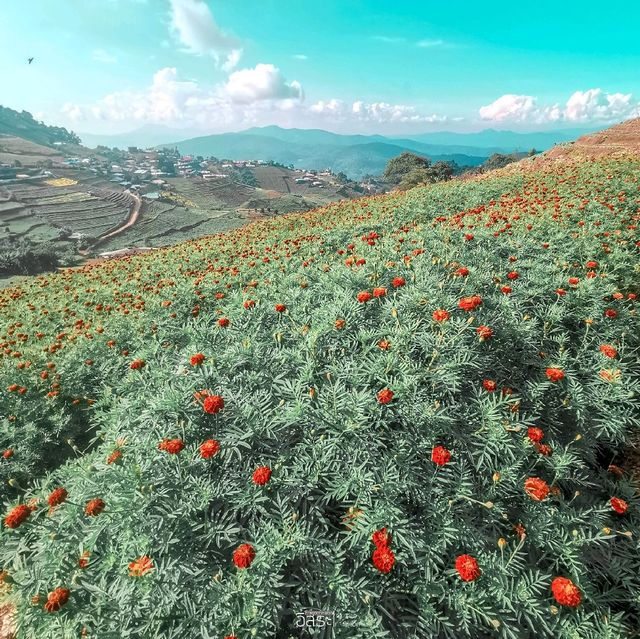 สวนดอกไม้​ แกรนวิว-การ์เด้น​ ​| ม่อนแจ่ม​ 
