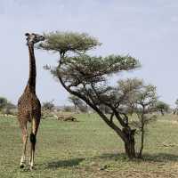 anotha safari at Serengeti