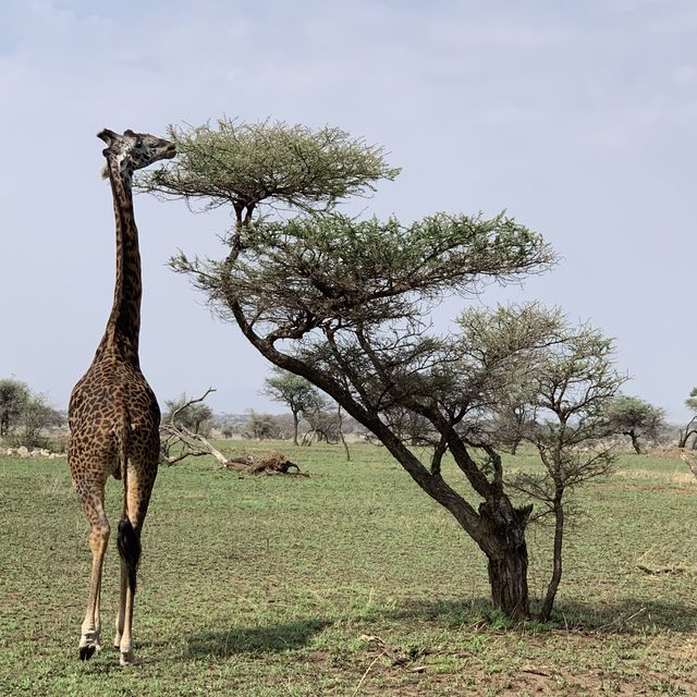 anotha safari at Serengeti