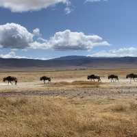 Wildlifes at their best, Ngorongoro