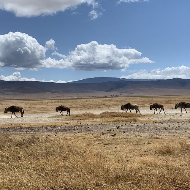 Wildlifes at their best, Ngorongoro