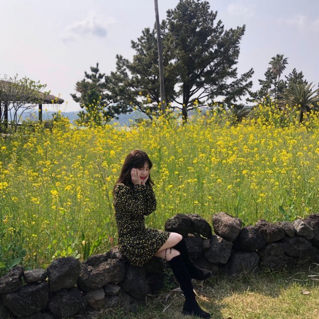 제주 유채꽃밭이 있는 애월한담산책로
