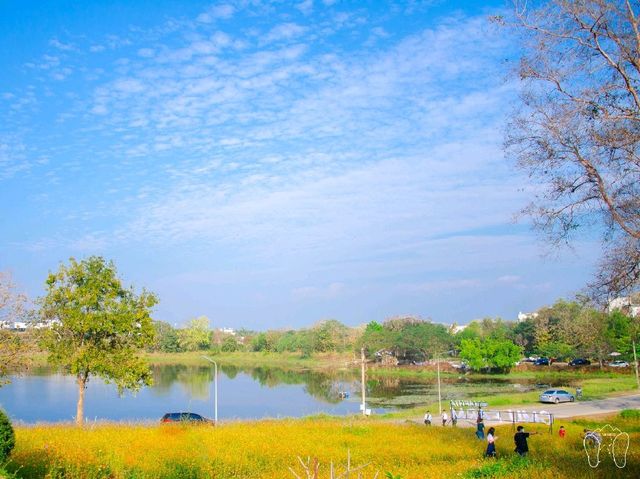 🏵️ ทุ่งดอกคอสมอส CMU FARM 🏵️