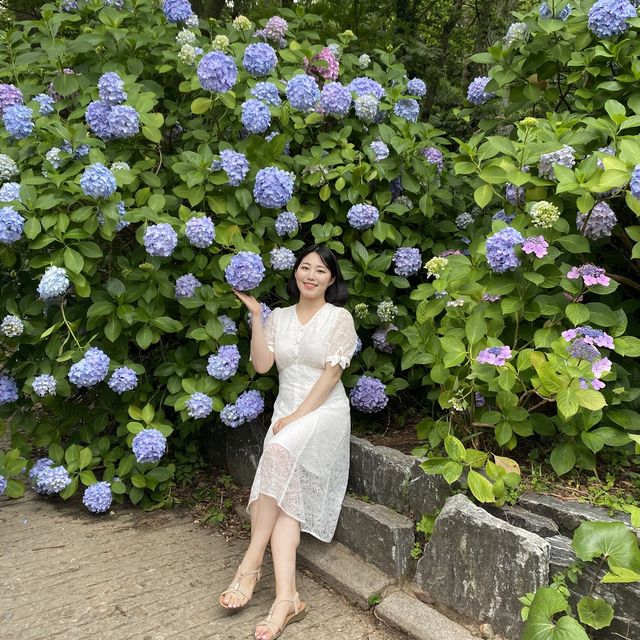 봄에 꼭 가야하는 부산수국명소
