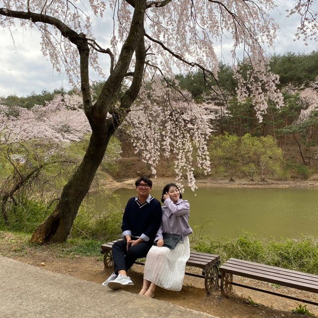 진주 벚꽃 명소 금산 ✨