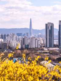 서울에서 개나리가 가장 예쁜 곳