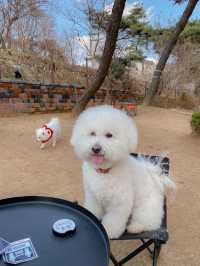 잠실에서 차로 15분! 하남 애견운동장 펖파크🐶