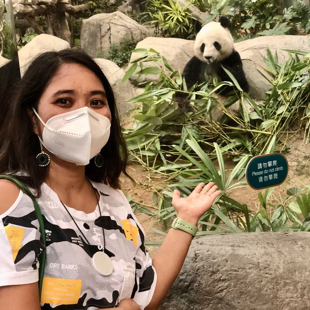 Ocean Park, The only park in Hong Kong to meet Pinguin and Panda