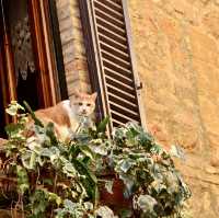 意大利Pienza🇮🇹 托斯卡尼著名小山城