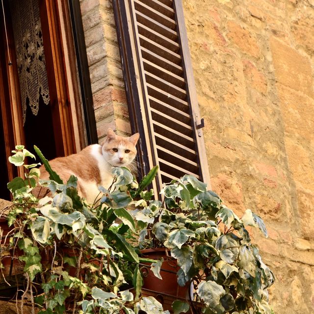 意大利Pienza🇮🇹 托斯卡尼著名小山城