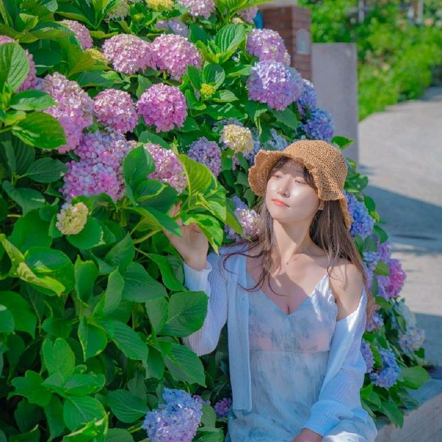 💙파란 대문집 앞의 아름다운 수국[거제도, 파란대문집]