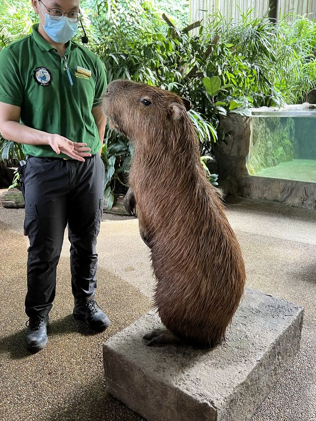 An Animal Afternoon at River Wonders 🦦 