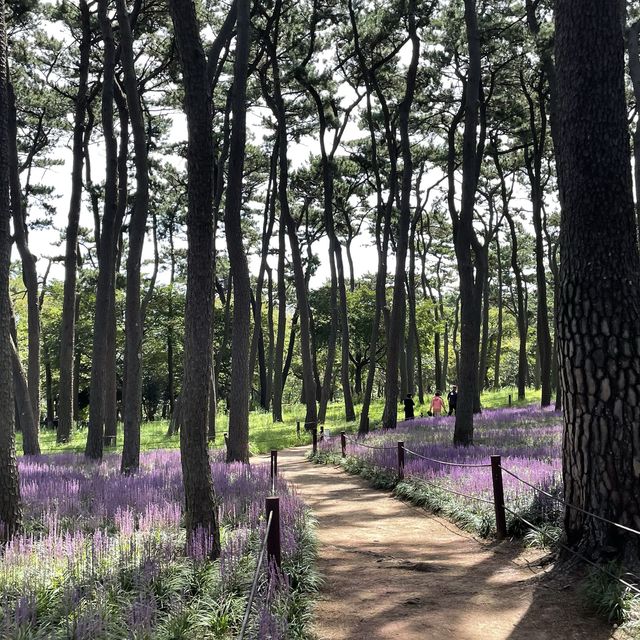 👀 지금 대왕암공원에 가야하는 이유 🌳 보라색 꽃밭 💜 맥문동