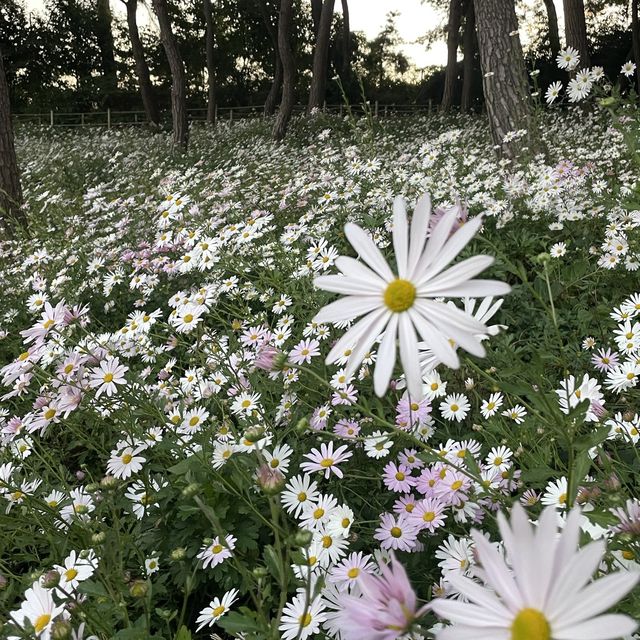 White flowers 
