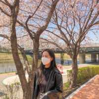 내년 봄, 벚꽃 스팟은 여기로 찜🌸<독산역, 안양천>