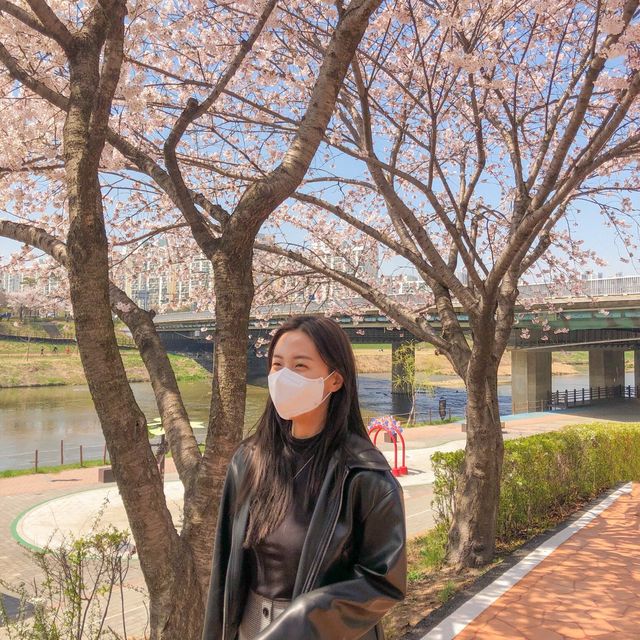 내년 봄, 벚꽃 스팟은 여기로 찜🌸<독산역, 안양천>