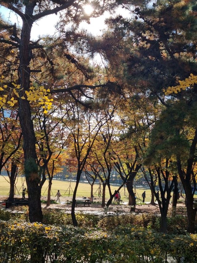 단풍과 억새 구경하며 산책하기 좋은 공원