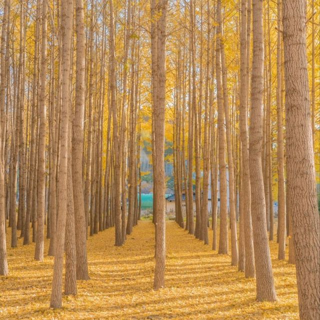💛외국 자작나무숲의 한국버전 은행나무숲 [경주, 도리마을]
