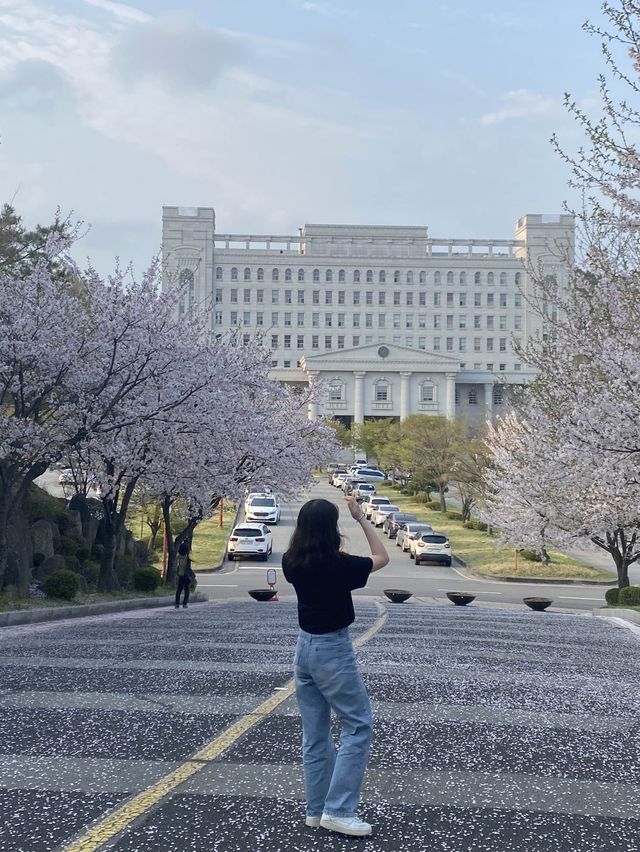벚꽃 구경은 경희대학교에서 🏛️🌸