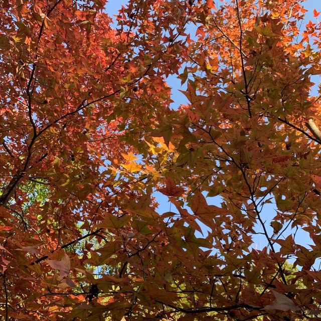 紅葉片片,千島湖 紅葉片片,千島湖